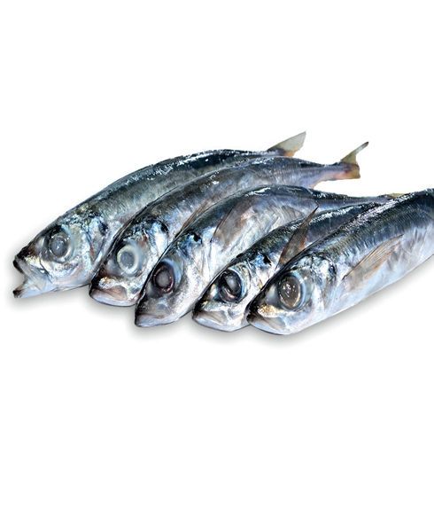 Chinchard