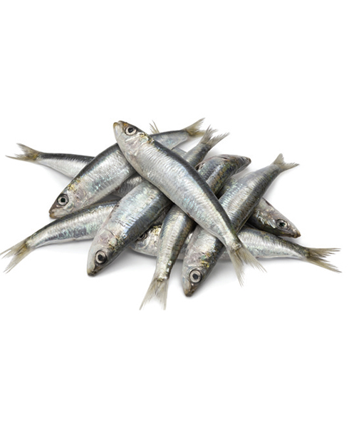 Petites sardines